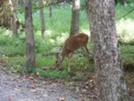 Cades Cove Scenes Screensaver screenshot